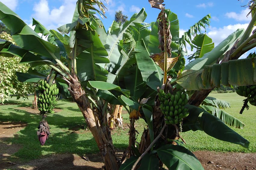 Banana tree