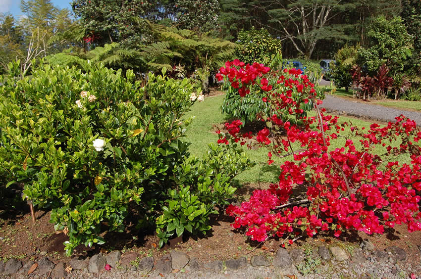 Colorful flora