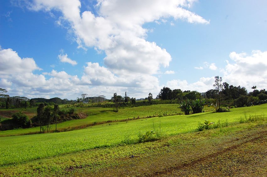 Farm view