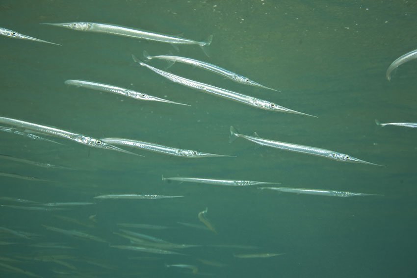 needlefish injury