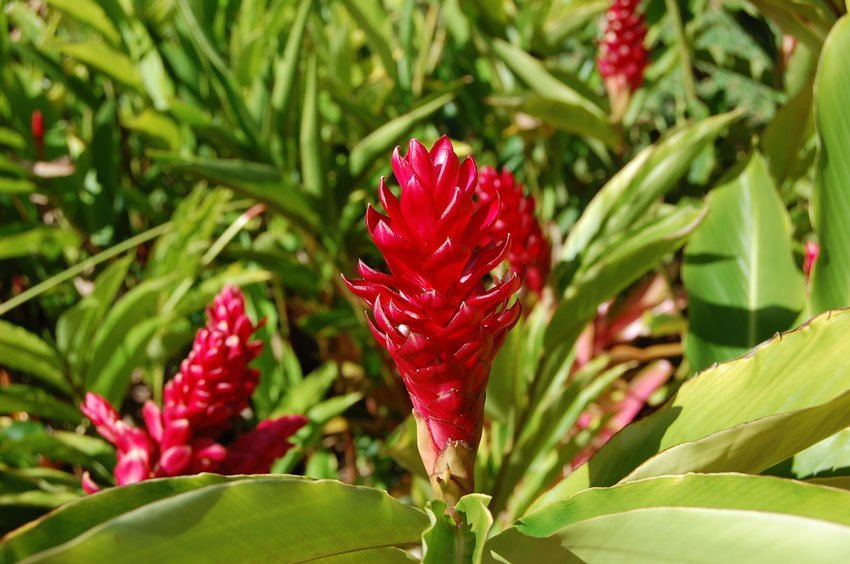 Red Ginger Alpinia Purpurata