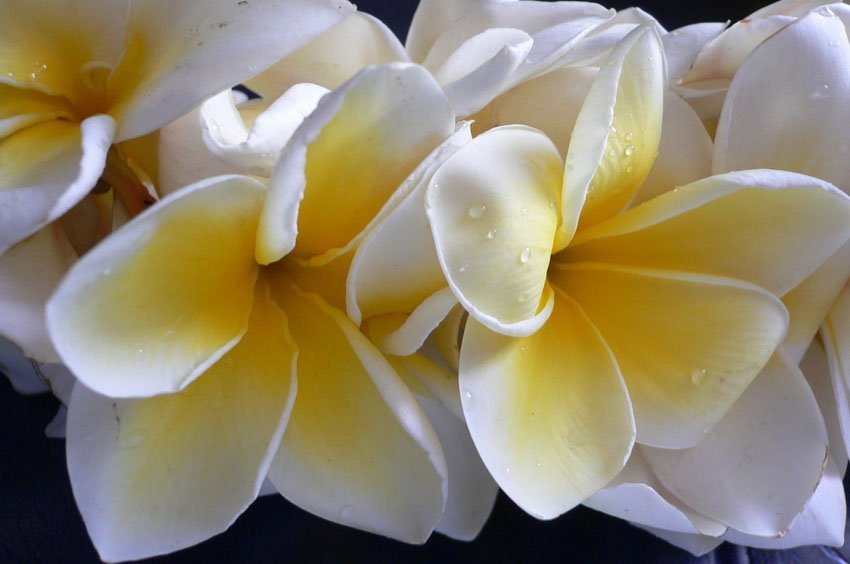 Plumeria květiny