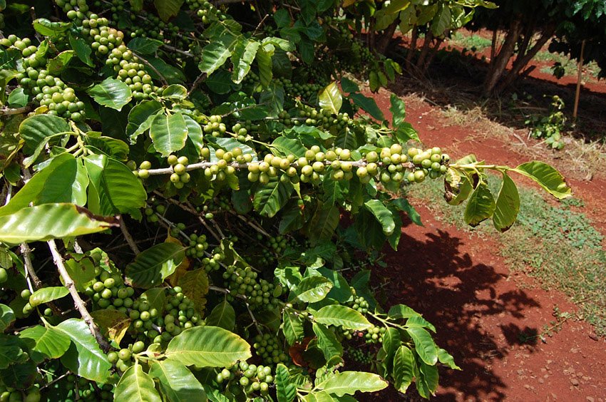 See how the coffee grows