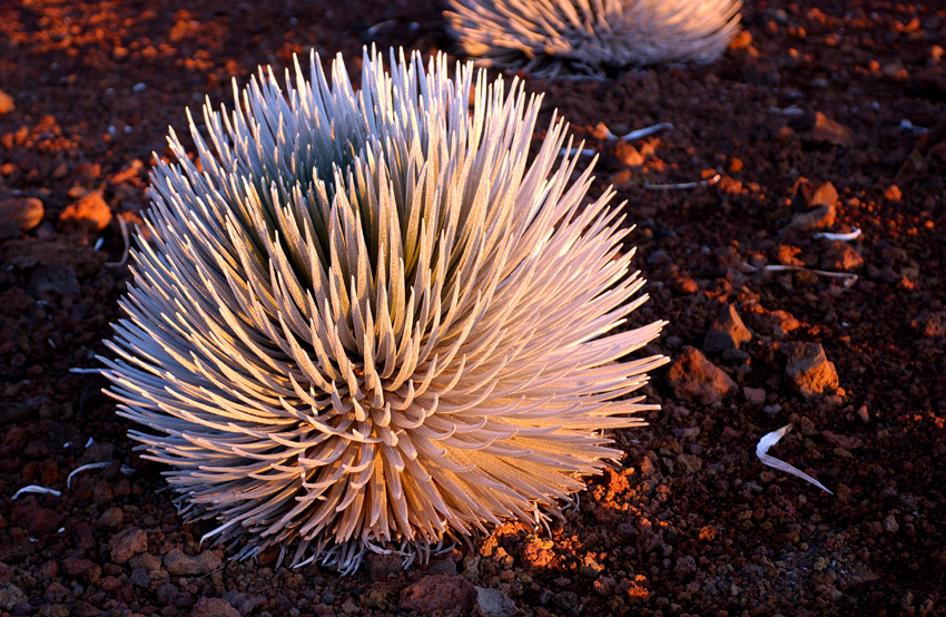 Haleakala National Park