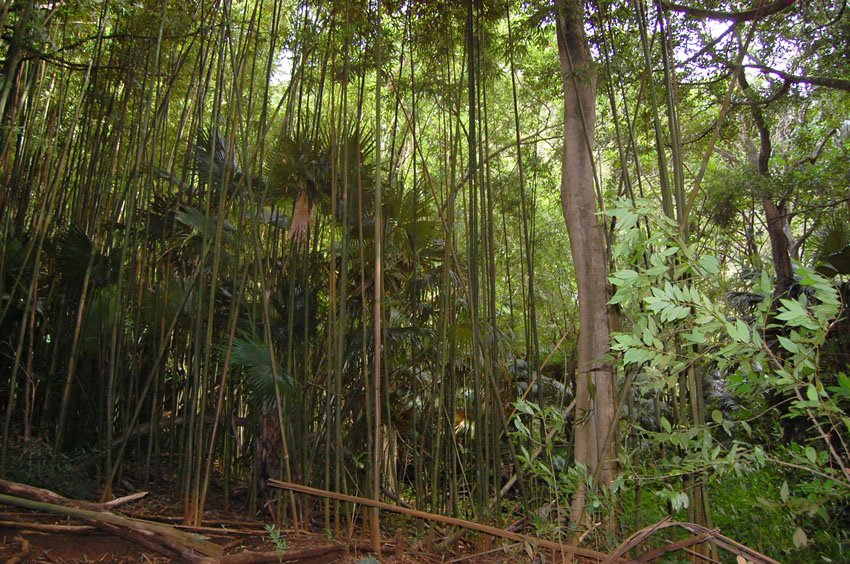 Bamboo forest