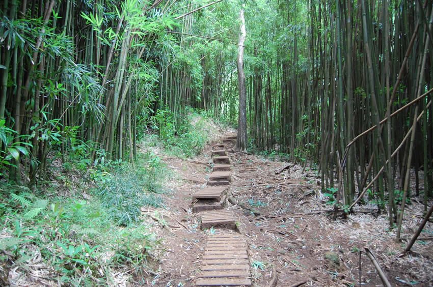 Trail among bamboo trees