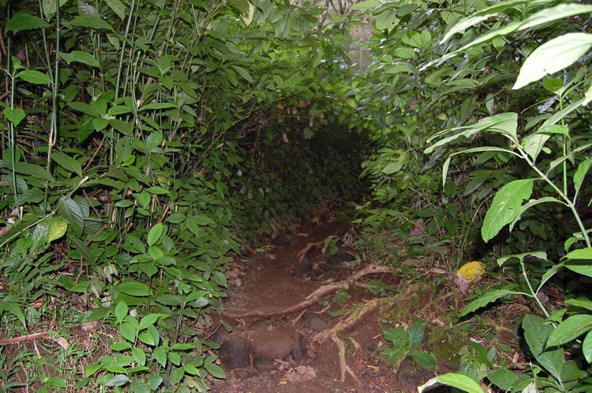 Manoa Falls trail