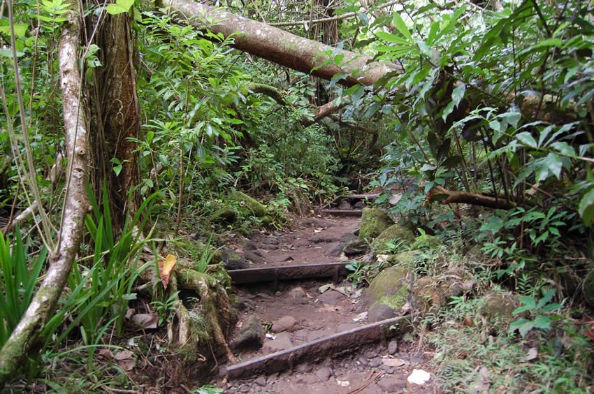 Trail in Manoa Falls